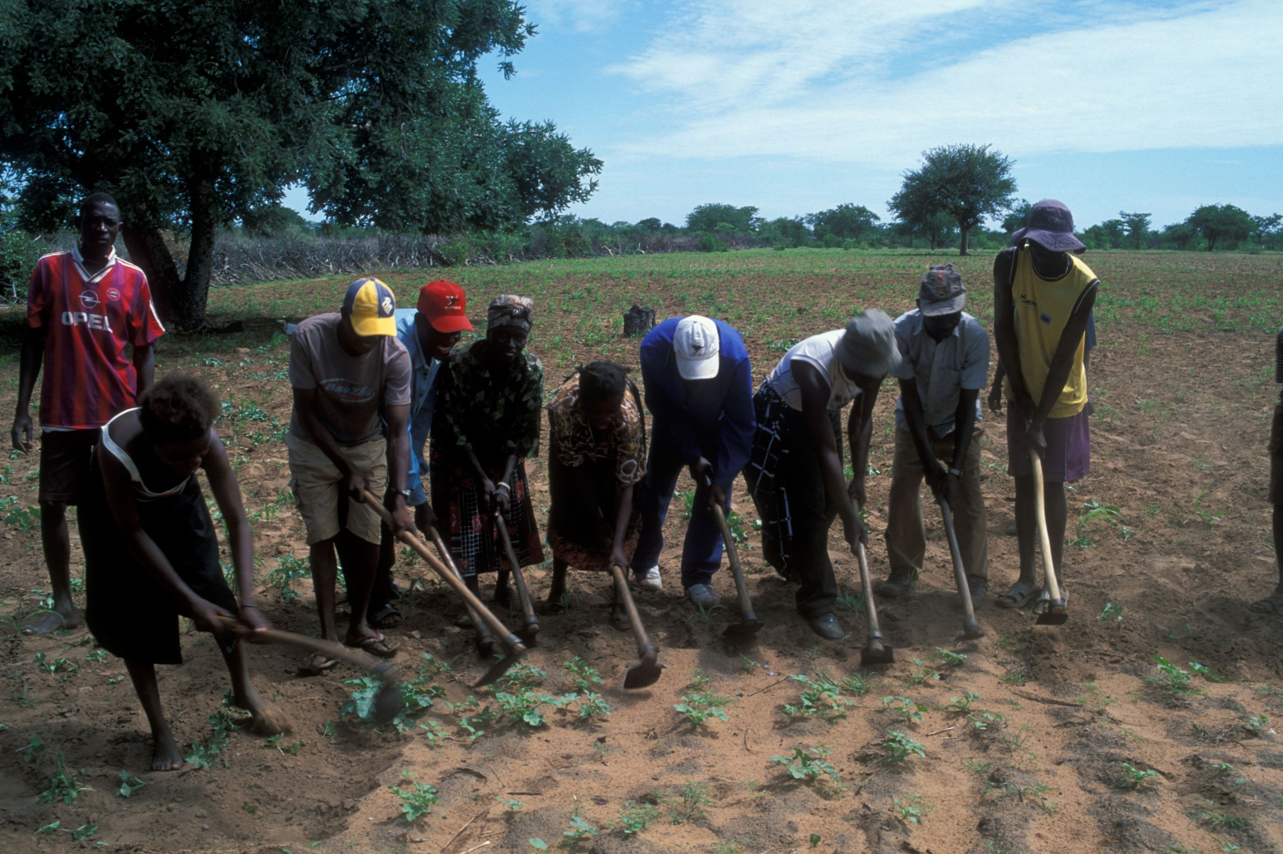 Farmworkers of the Ovambo tribe working field with hoes in Ovamboland, Namibia, Africa in 2005.